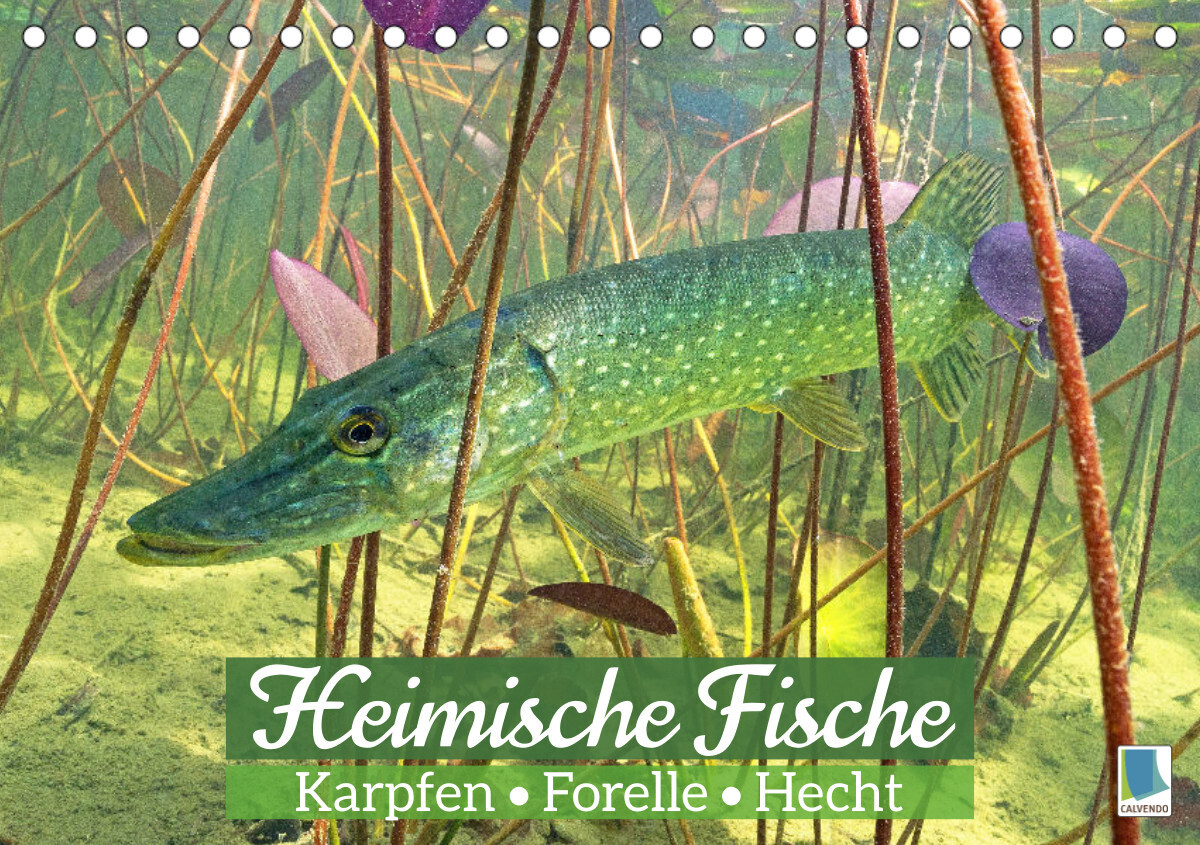 Heimische Fische: Karpfen, Forelle, Hecht (Tischkalender 2023 DIN A5 quer)
