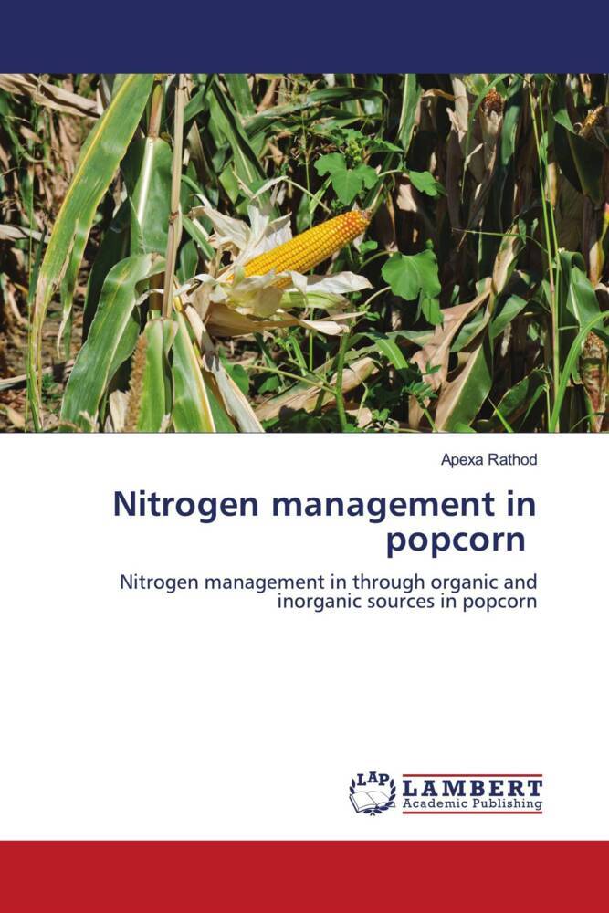Nitrogen management in popcorn