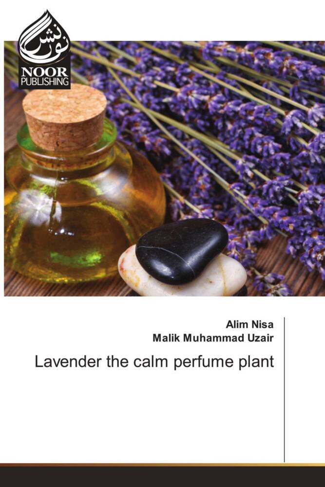 Lavender the calm perfume plant