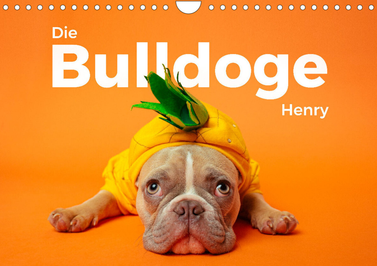 Die Bulldoge Henry (Wandkalender 2024 DIN A4 quer)