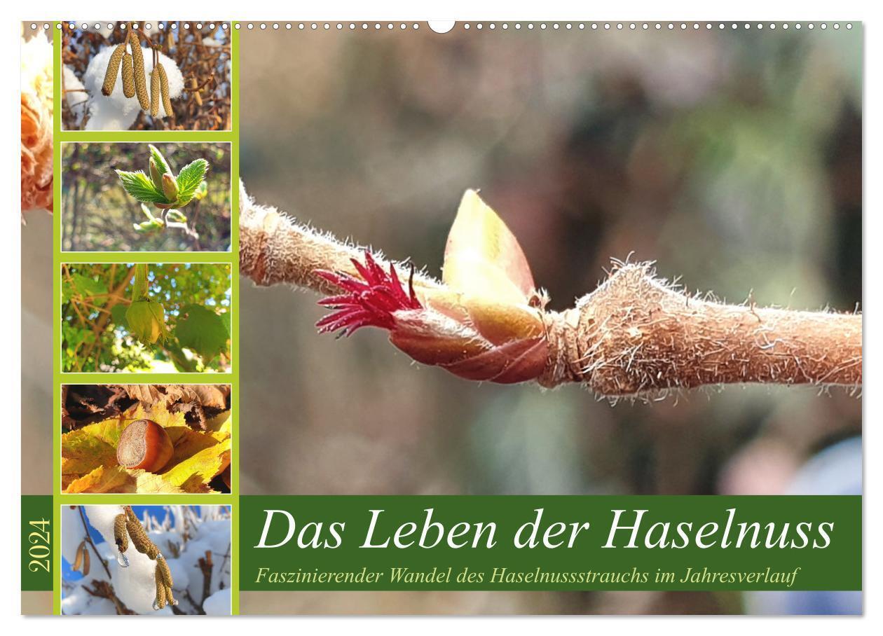 Das Leben der Haselnuss (Wandkalender 2024 DIN A2 quer), CALVENDO Monatskalender