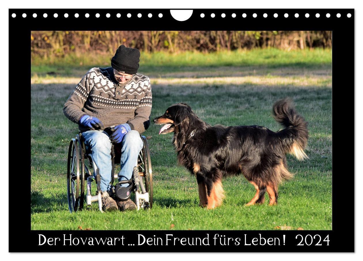 Der Hovawart... Dein Freund fürs Leben ! (Wandkalender 2024 DIN A4 quer), CALVENDO Monatskalender
