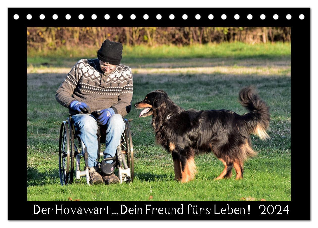 Der Hovawart... Dein Freund fürs Leben ! (Tischkalender 2024 DIN A5 quer), CALVENDO Monatskalender