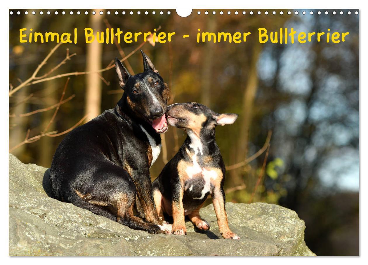Einmal Bullterrier - immer Bullterrier (Wandkalender 2024 DIN A3 quer), CALVENDO Monatskalender