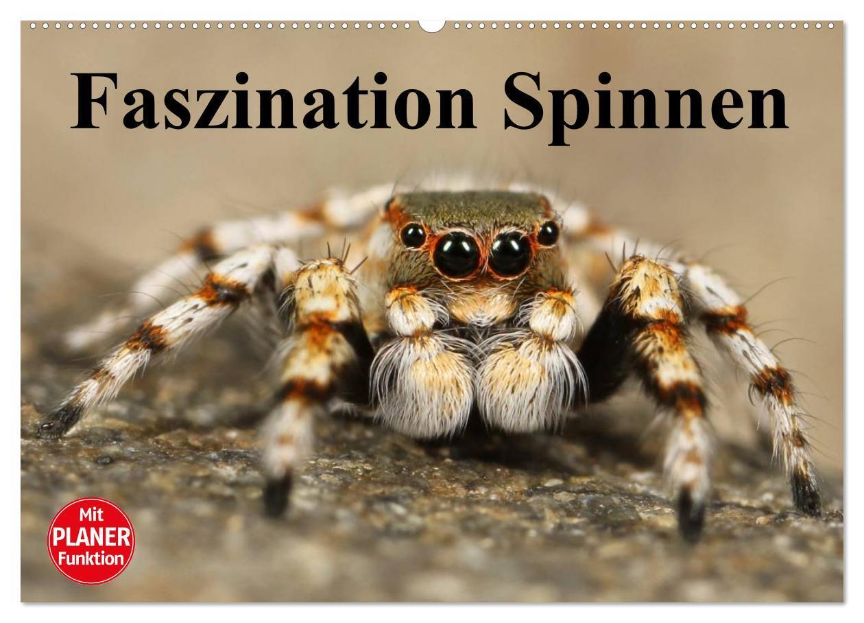 Faszination Spinnen (Wandkalender 2024 DIN A2 quer), CALVENDO Monatskalender