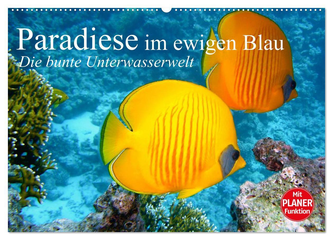 Paradiese im ewigen Blau. Die bunte Unterwasserwelt (Wandkalender 2024 DIN A2 quer), CALVENDO Monatskalender