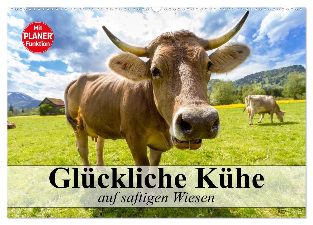 Glückliche Kühe auf saftigen Wiesen (Wandkalender 2024 DIN A2 quer), CALVENDO Monatskalender