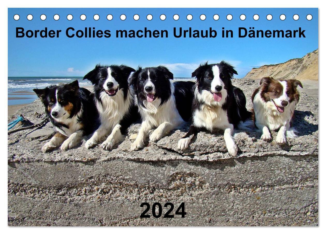 Border Collies machen Urlaub in Dänemark (Tischkalender 2024 DIN A5 quer), CALVENDO Monatskalender