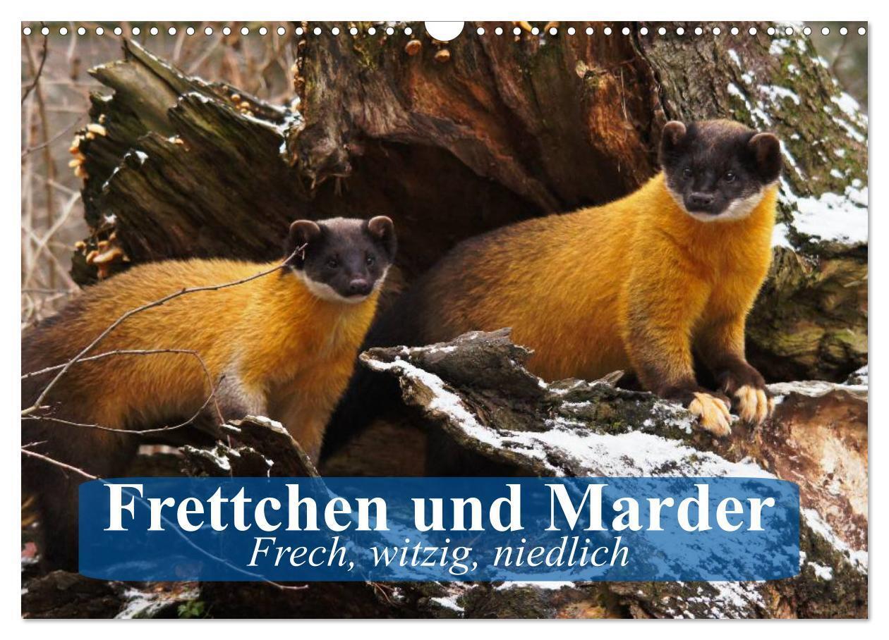 Frettchen und Marder. Frech, witzig, niedlich (Wandkalender 2024 DIN A3 quer), CALVENDO Monatskalender