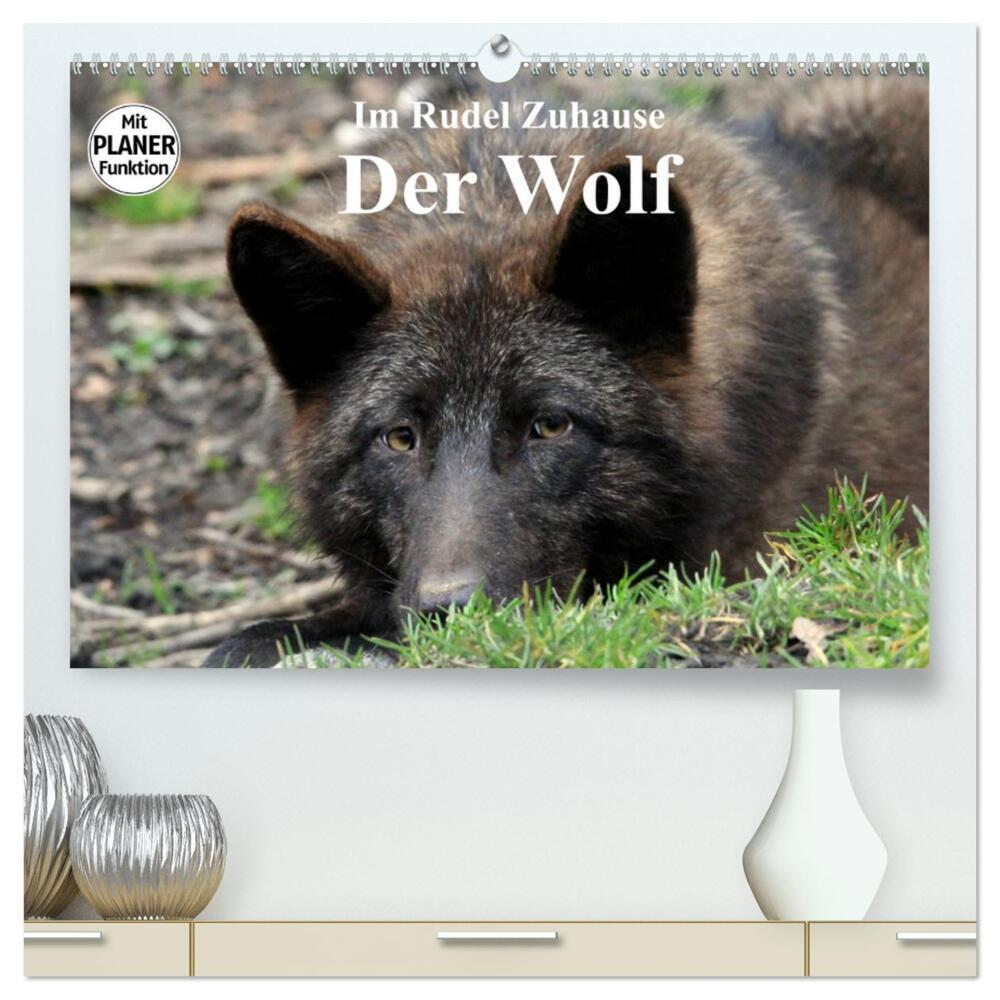 Im Rudel Zuhause - Der Wolf (hochwertiger Premium Wandkalender 2024 DIN A2 quer), Kunstdruck in Hochglanz