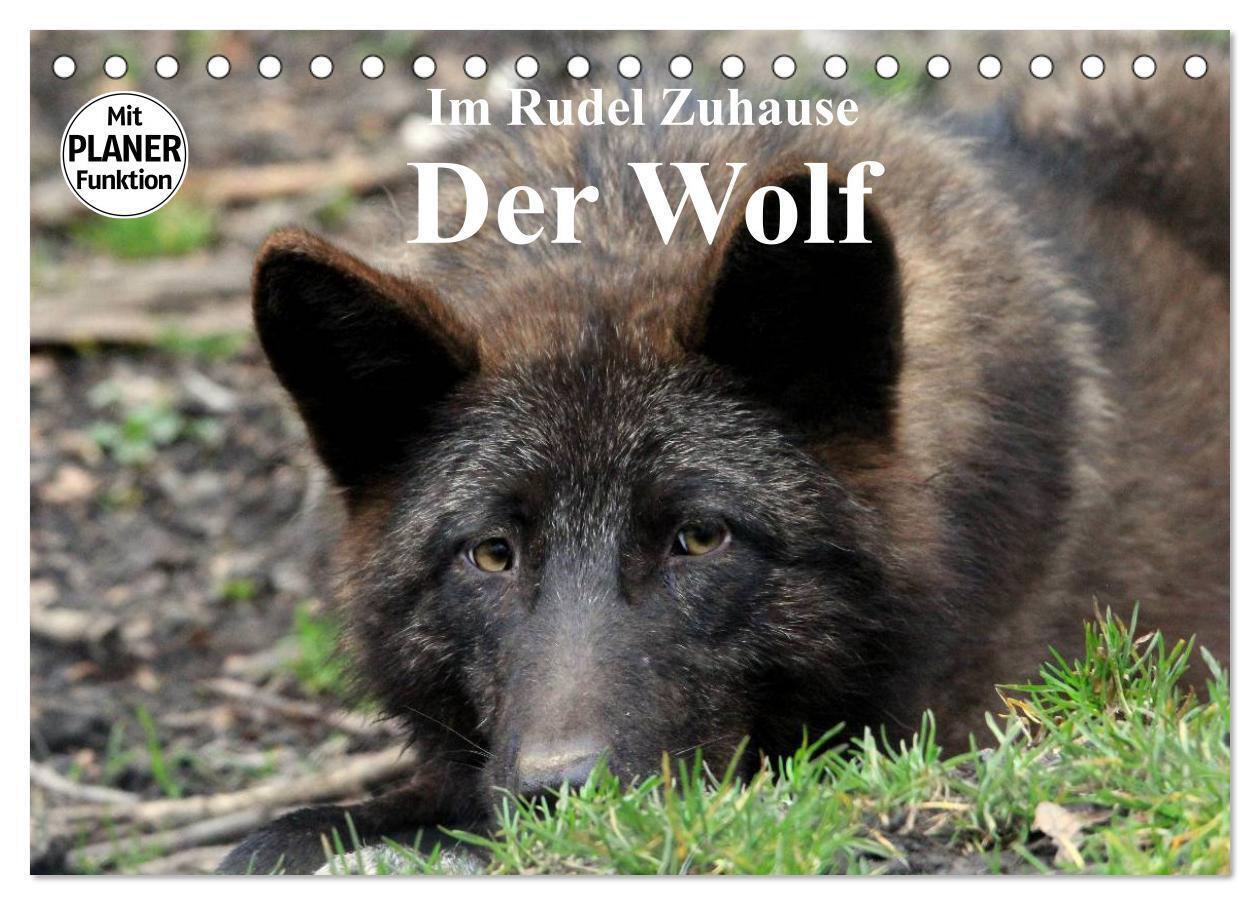 Im Rudel Zuhause - Der Wolf (Tischkalender 2024 DIN A5 quer), CALVENDO Monatskalender