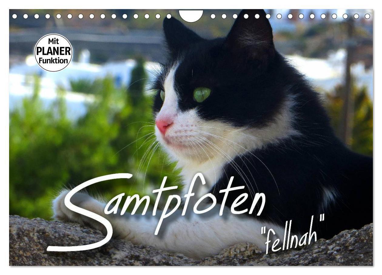 SAMTPFOTEN "fellnah" (Wandkalender 2024 DIN A4 quer), CALVENDO Monatskalender