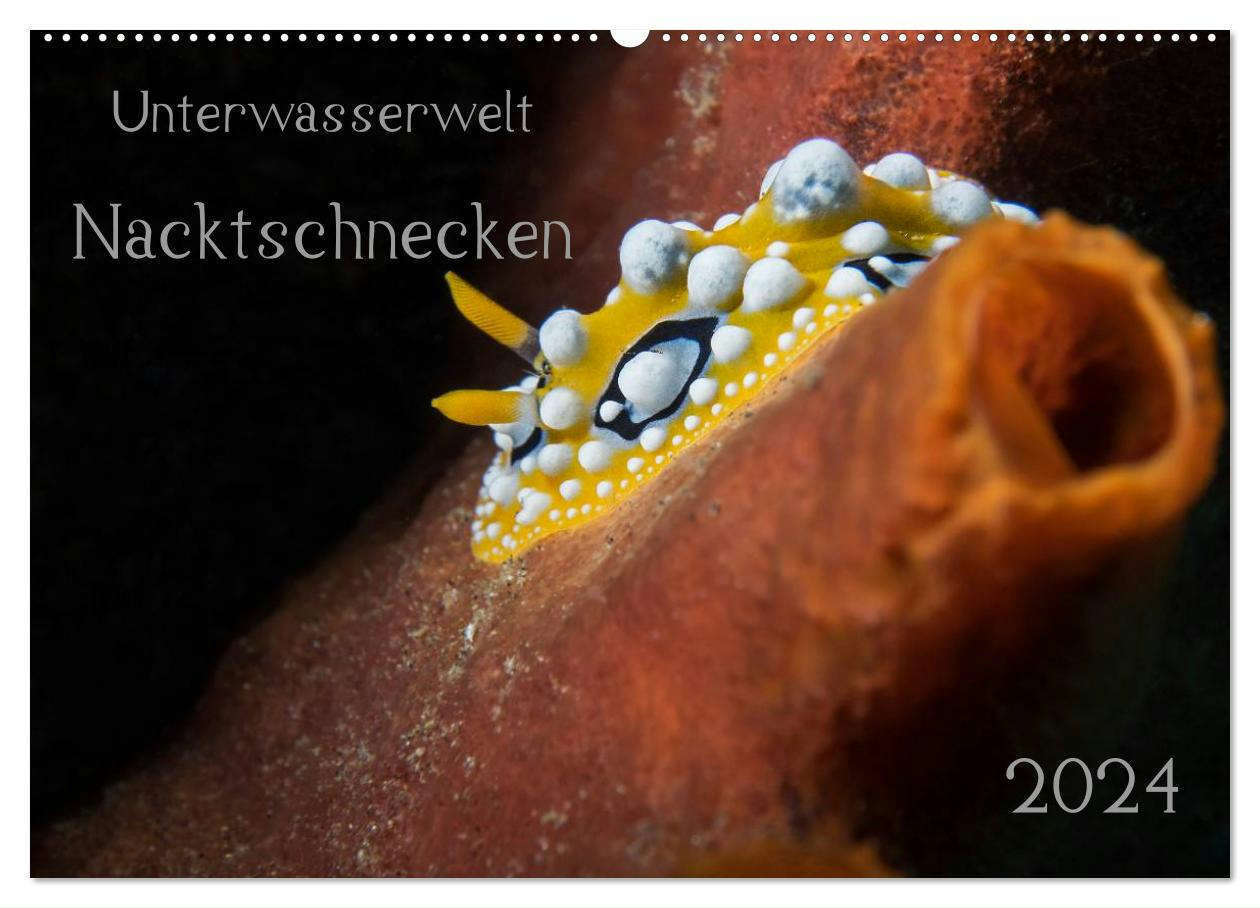 Unterwasserwelt Nacktschnecken (Wandkalender 2024 DIN A2 quer), CALVENDO Monatskalender