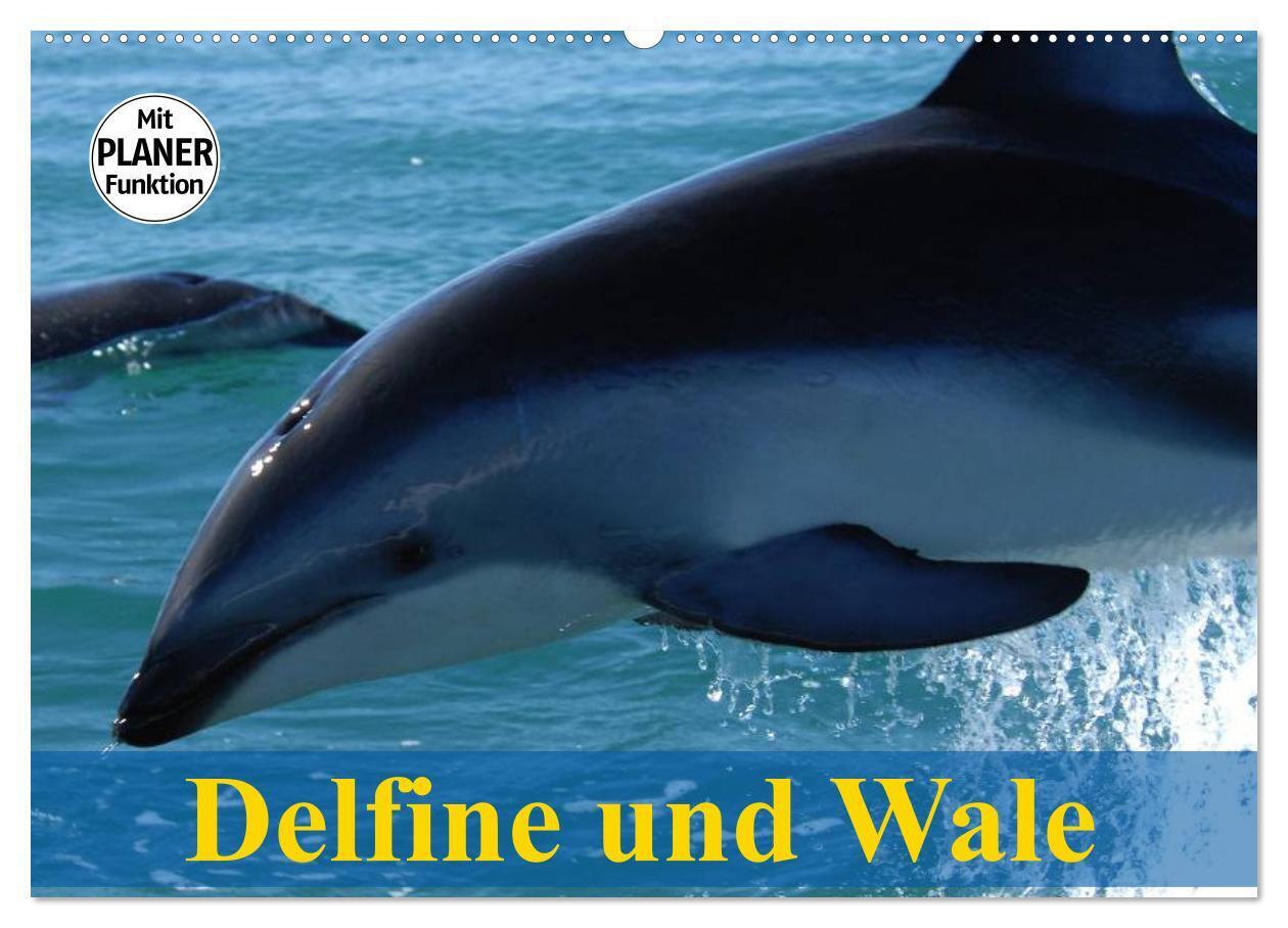 Delfine und Wale (Wandkalender 2024 DIN A2 quer), CALVENDO Monatskalender