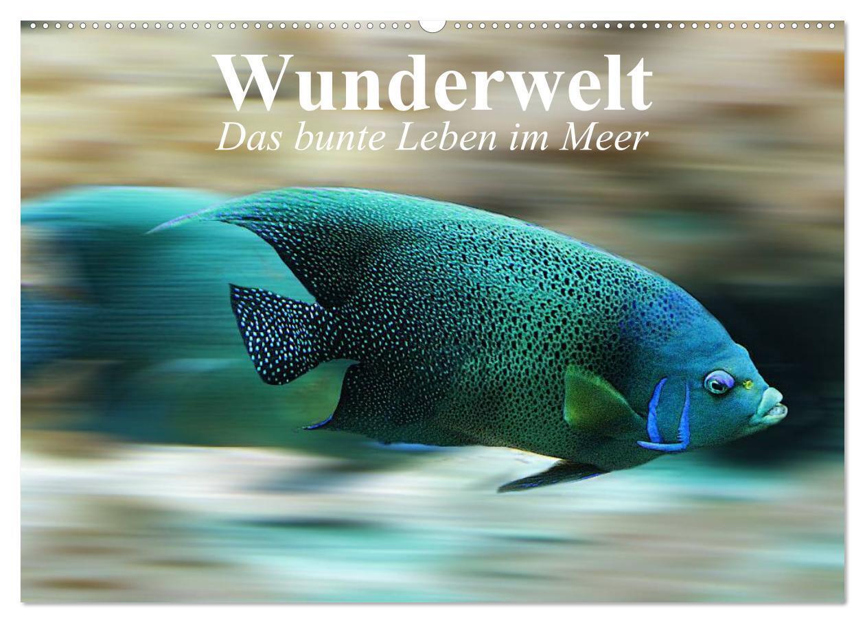 Wunderwelt. Das bunte Leben im Meer (Wandkalender 2024 DIN A2 quer), CALVENDO Monatskalender