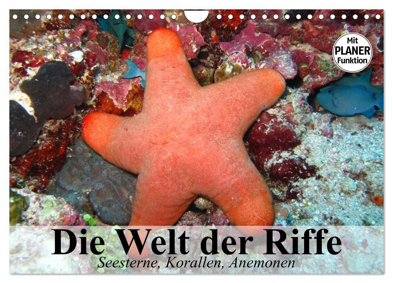 Die Welt der Riffe. Seesterne, Korallen, Anemonen (Wandkalender 2024 DIN A4 quer), CALVENDO Monatskalender