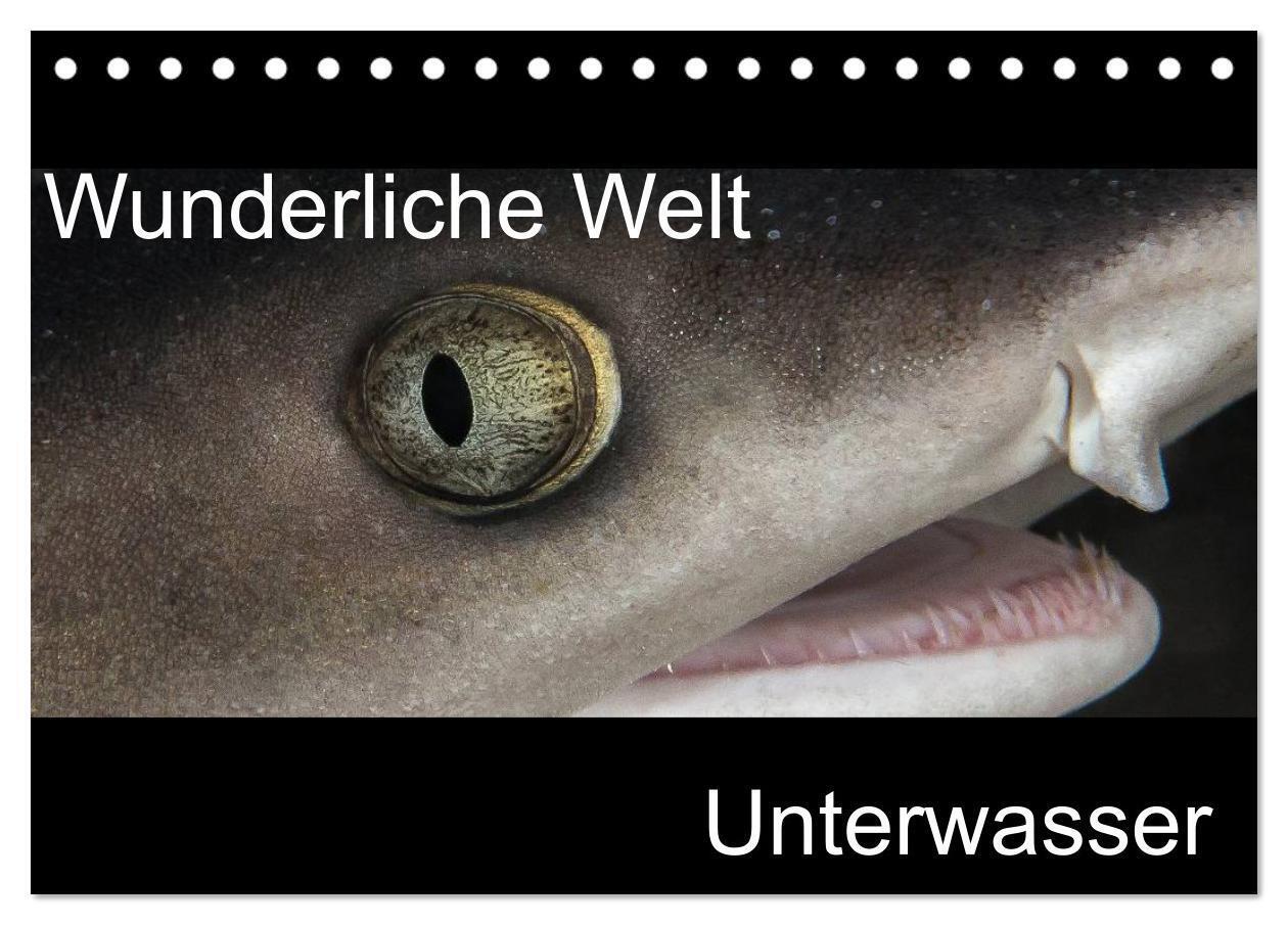 Wunderliche Welt Unterwasser (Tischkalender 2024 DIN A5 quer), CALVENDO Monatskalender