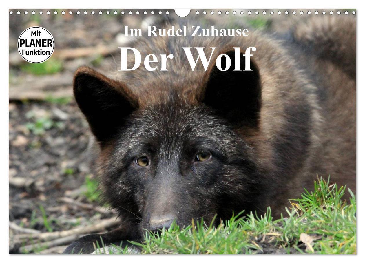 Im Rudel Zuhause - Der Wolf (Wandkalender 2024 DIN A3 quer), CALVENDO Monatskalender