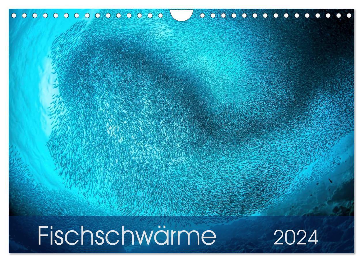 Fischschwärme (Wandkalender 2024 DIN A4 quer), CALVENDO Monatskalender