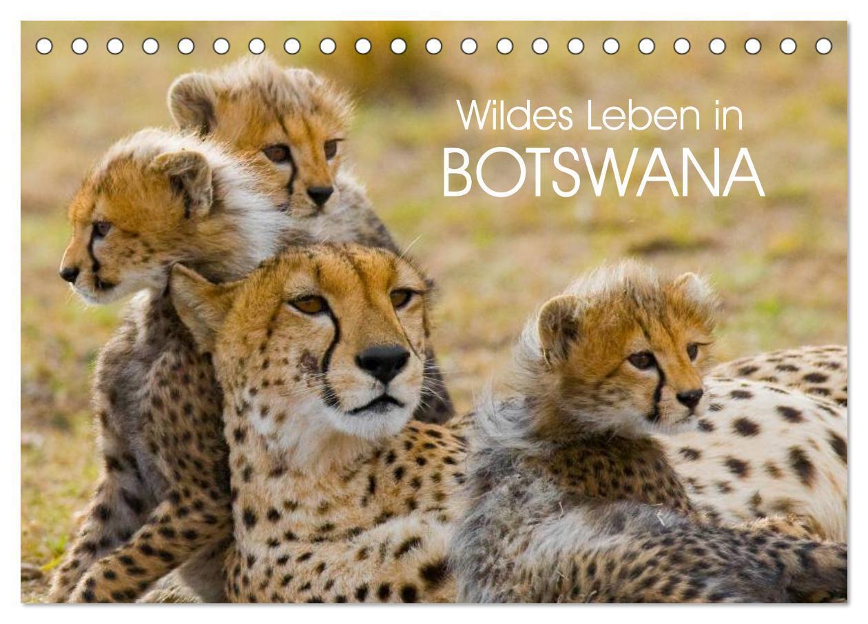 Wildes Leben in Botswana (Tischkalender 2024 DIN A5 quer), CALVENDO Monatskalender