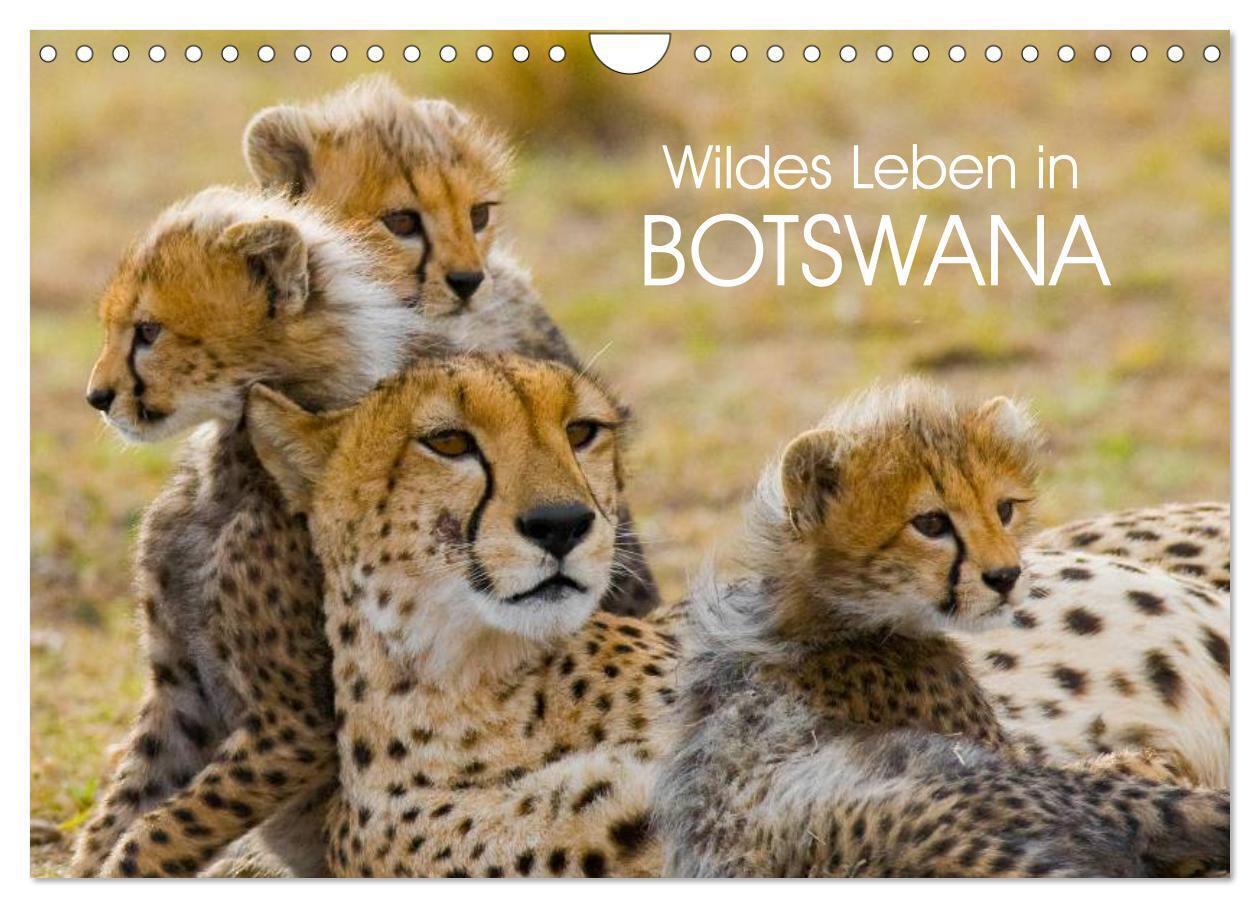 Wildes Leben in Botswana (Wandkalender 2024 DIN A4 quer), CALVENDO Monatskalender