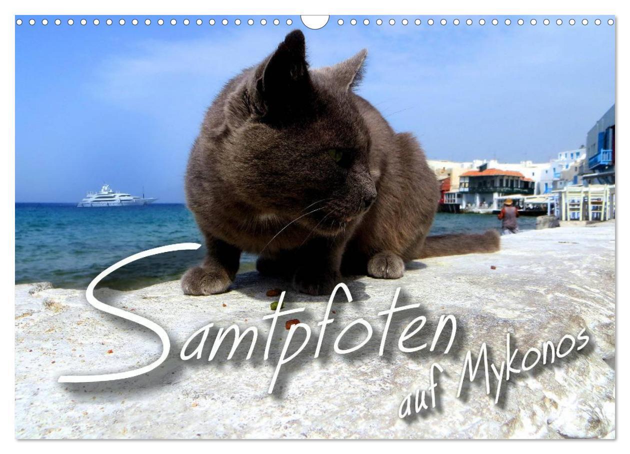 SAMTPFOTEN auf Mykonos (Wandkalender 2024 DIN A3 quer), CALVENDO Monatskalender