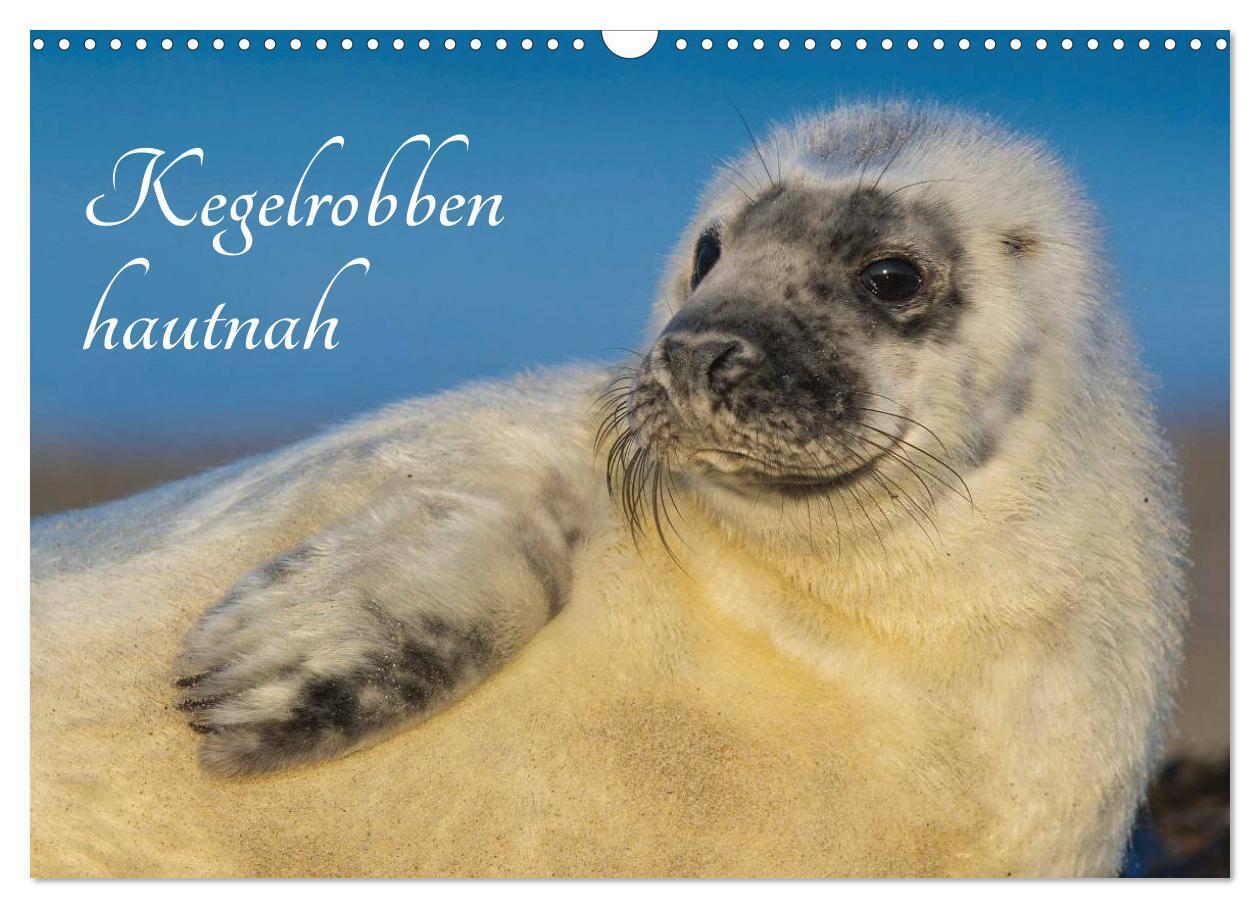 Kegelrobben hautnah (Wandkalender 2024 DIN A3 quer), CALVENDO Monatskalender