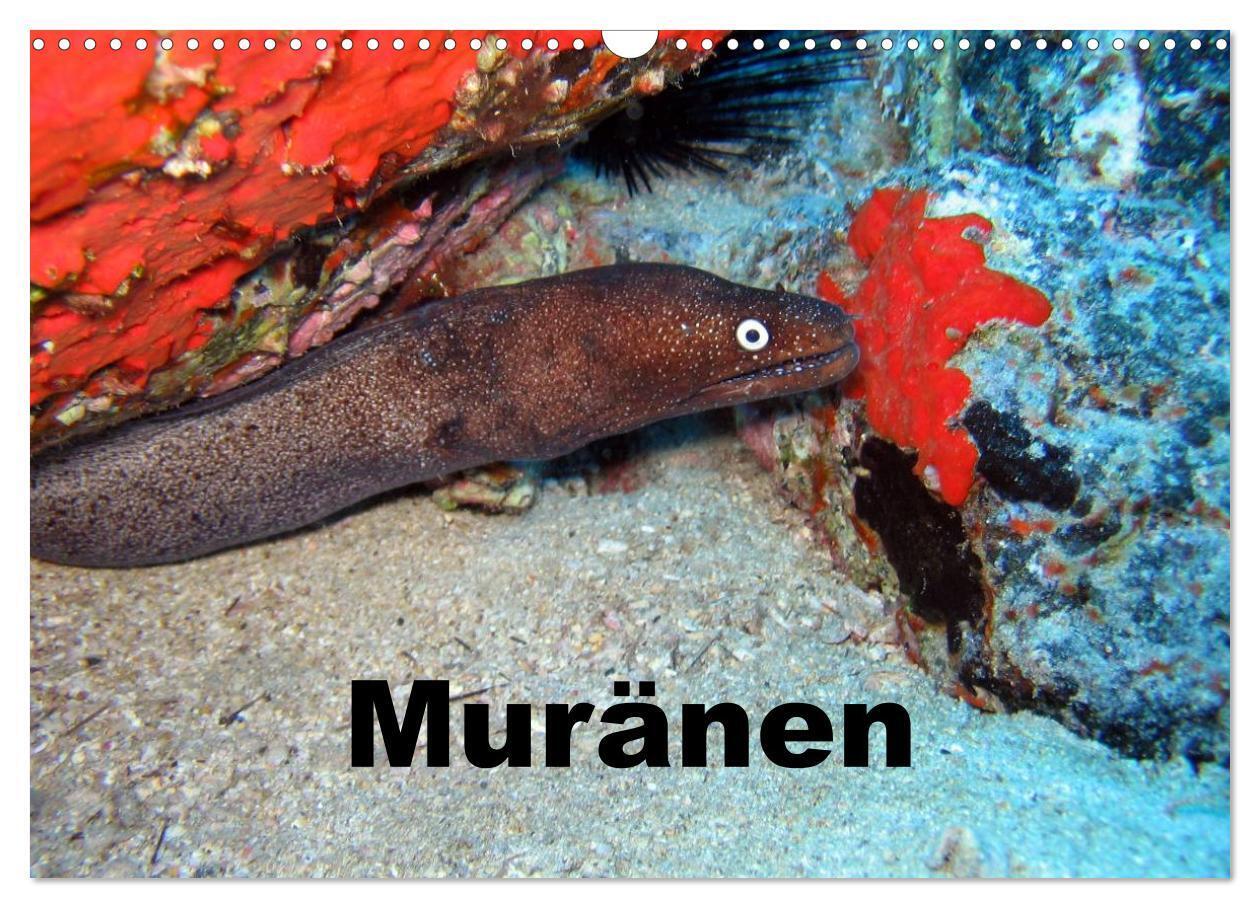 Muränen (Wandkalender 2024 DIN A3 quer), CALVENDO Monatskalender