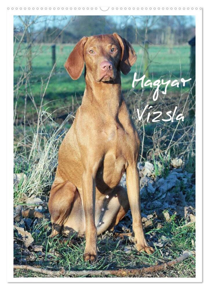 Magyar Vizsla (Wandkalender 2024 DIN A2 hoch), CALVENDO Monatskalender