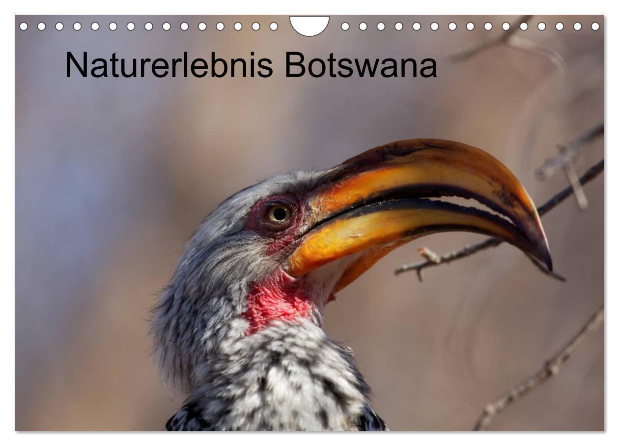 Naturerlebnis Botswana (Wandkalender 2024 DIN A4 quer), CALVENDO Monatskalender