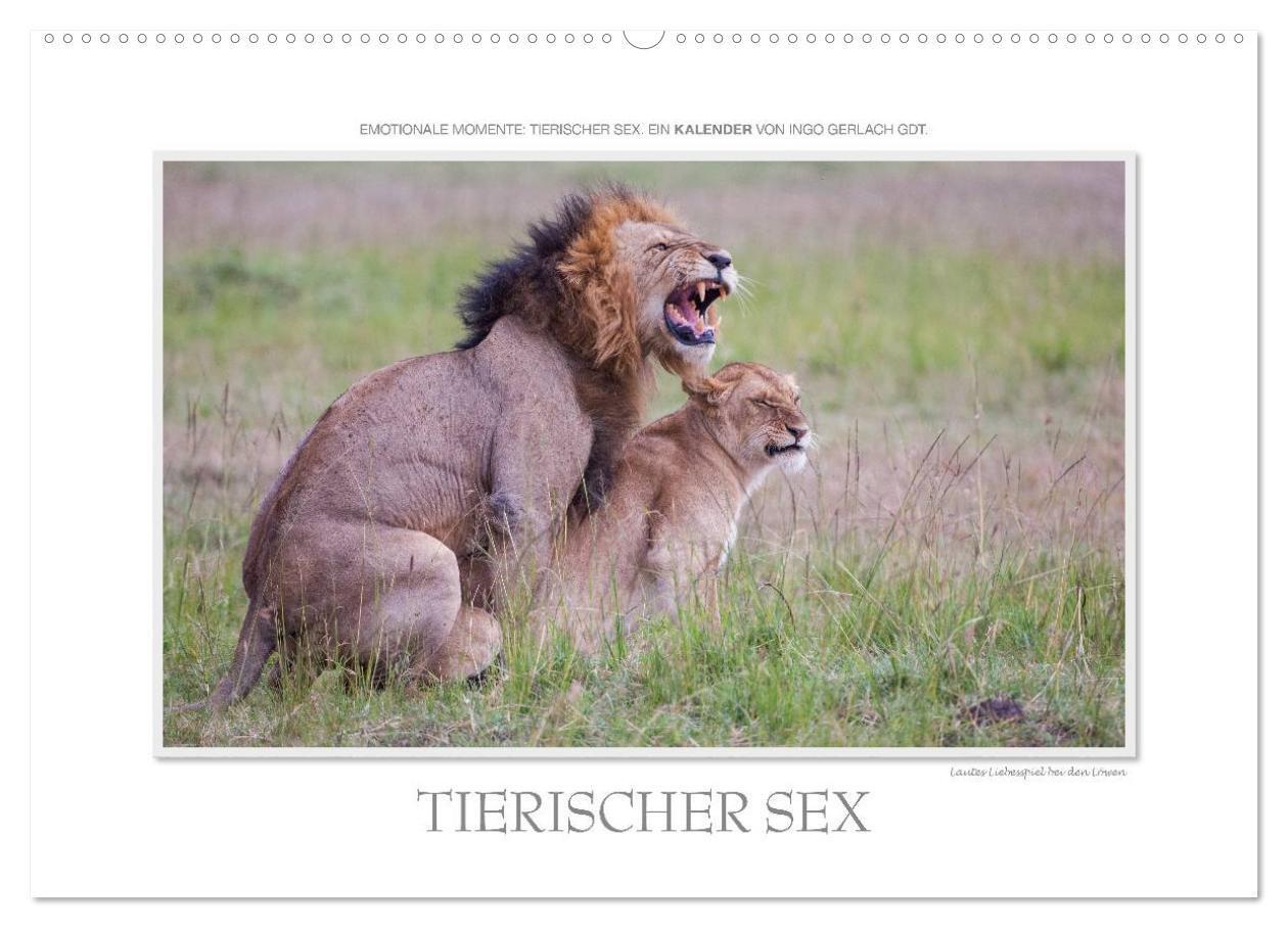 Emotionale Momente: Tierischer Sex. (Wandkalender 2024 DIN A2 quer), CALVENDO Monatskalender