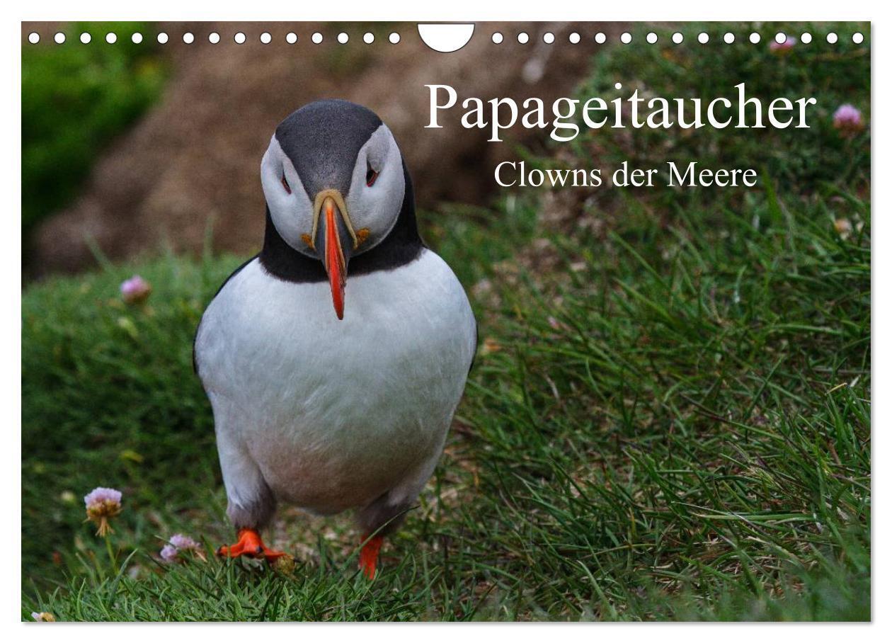 Papageitaucher Clowns der Meere (Wandkalender 2024 DIN A4 quer), CALVENDO Monatskalender