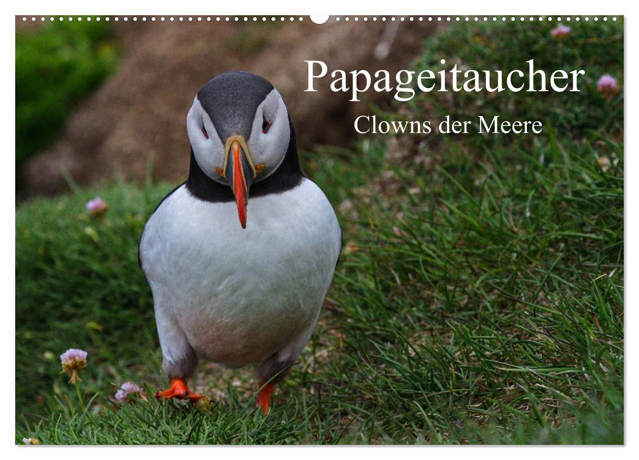 Papageitaucher Clowns der Meere (Wandkalender 2024 DIN A2 quer), CALVENDO Monatskalender