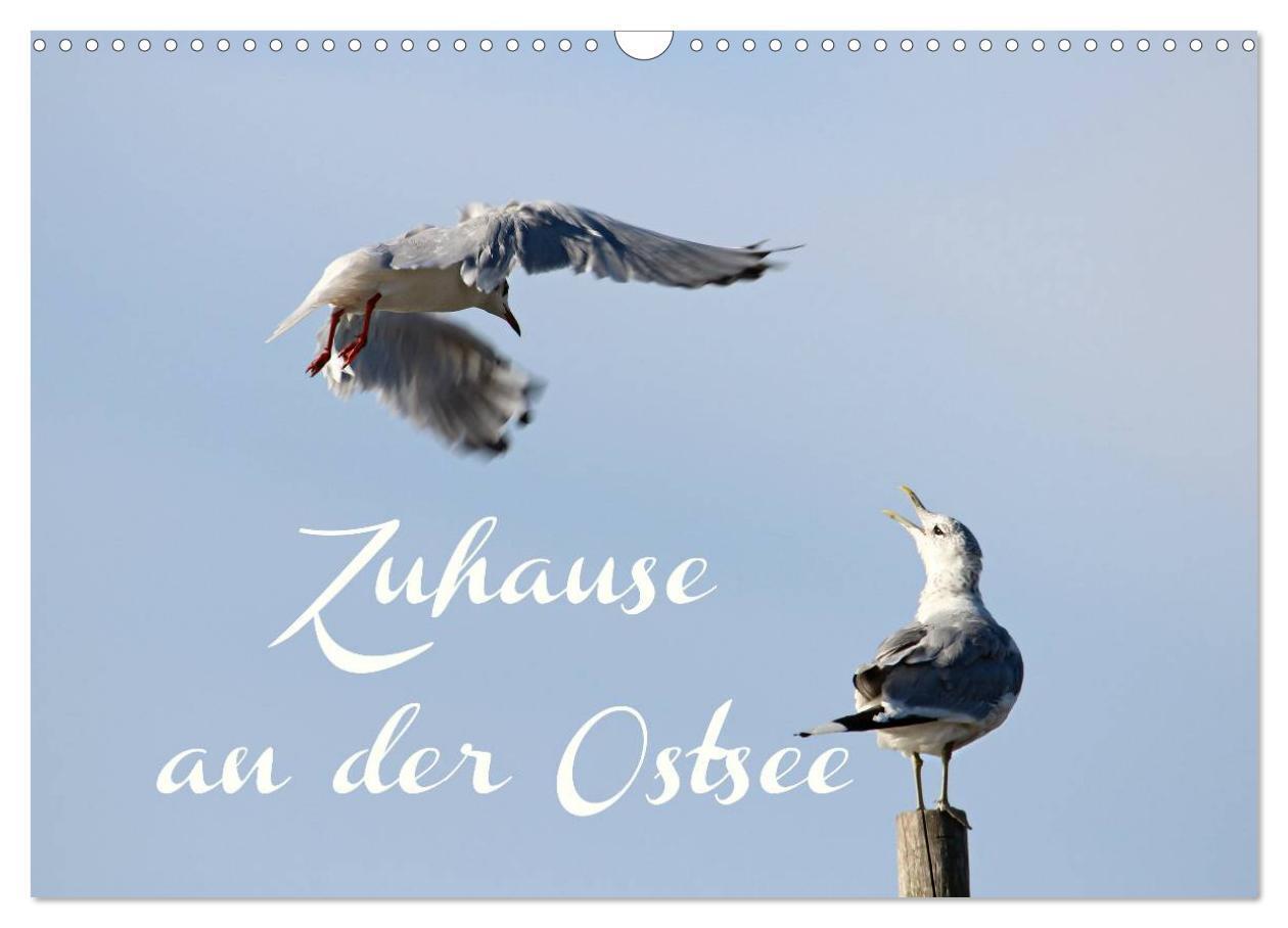 Zuhause an der Ostsee (Wandkalender 2024 DIN A3 quer), CALVENDO Monatskalender