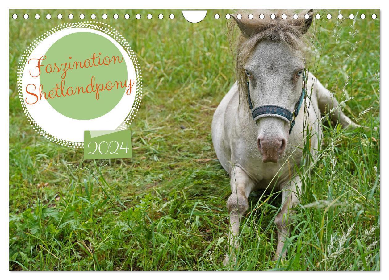 Faszination Shetlandpony (Wandkalender 2024 DIN A4 quer), CALVENDO Monatskalender