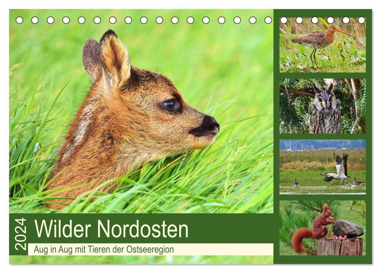 Wilder Nordosten - Aug in Aug mit Tieren der Ostseeregion (Tischkalender 2024 DIN A5 quer), CALVENDO Monatskalender