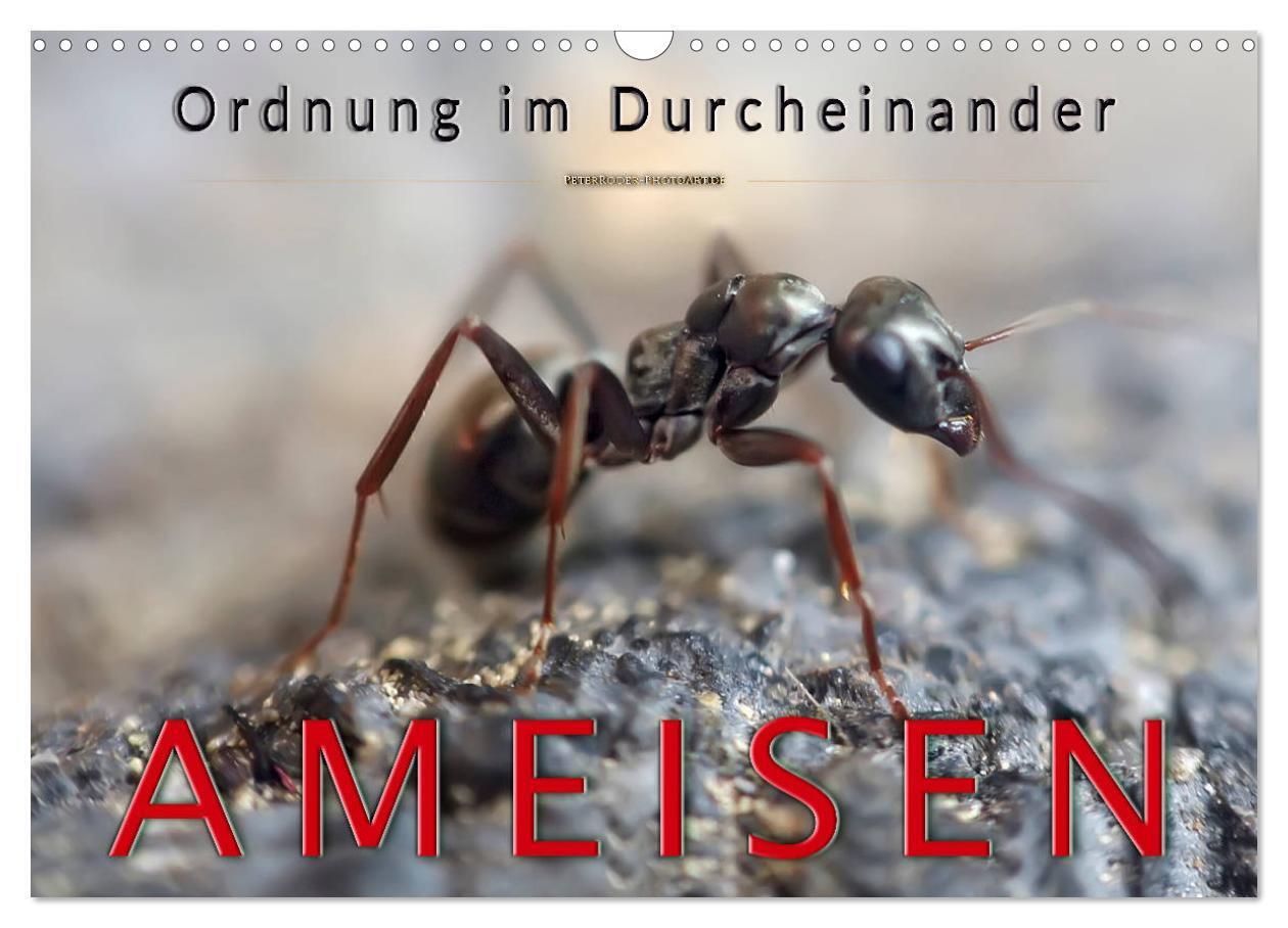 Ameisen - Ordnung im Durcheinander (Wandkalender 2024 DIN A3 quer), CALVENDO Monatskalender