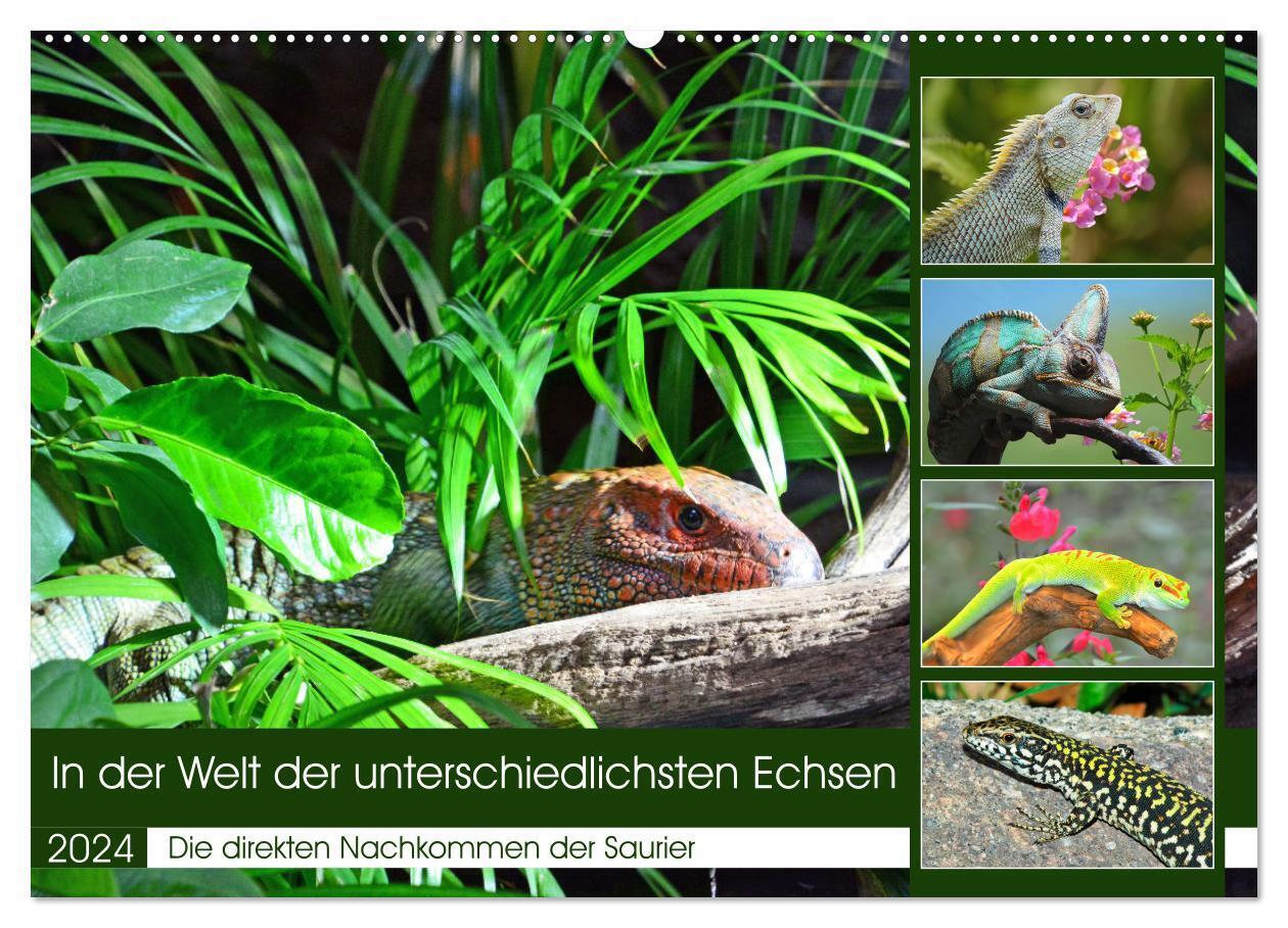 In der Welt der unterschiedlichsten Echsen (Wandkalender 2024 DIN A2 quer), CALVENDO Monatskalender