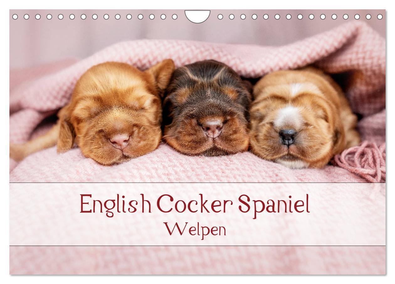 English Cocker Spaniel Welpen (Wandkalender 2024 DIN A4 quer), CALVENDO Monatskalender