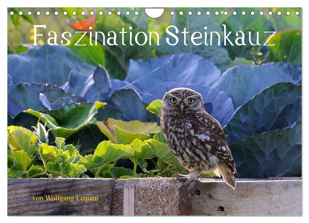 Faszination Steinkauz (Wandkalender 2024 DIN A4 quer), CALVENDO Monatskalender