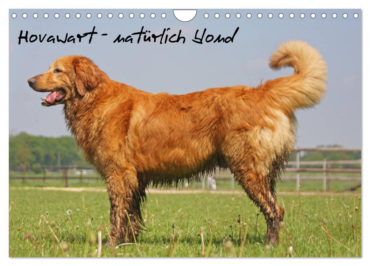 Hovawart - natürlich blond (Wandkalender 2024 DIN A4 quer), CALVENDO Monatskalender