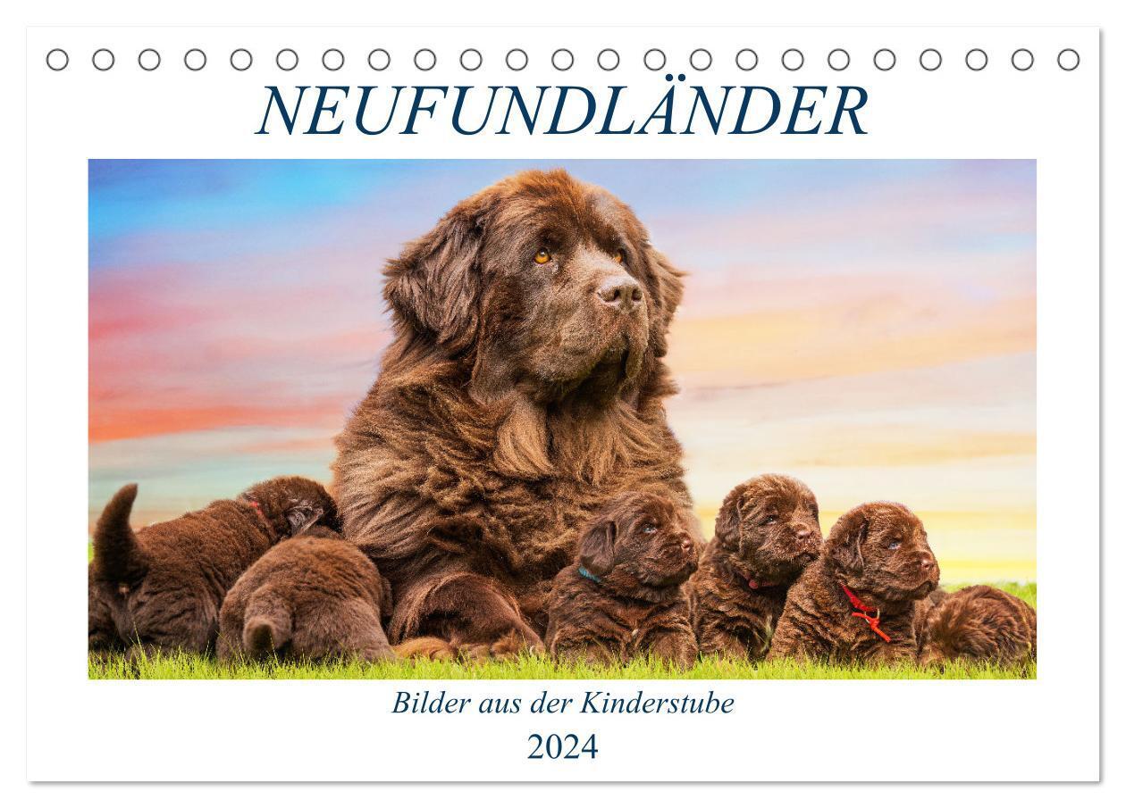 Neufundländer - Bilder aus der Kinderstube (Tischkalender 2024 DIN A5 quer), CALVENDO Monatskalender