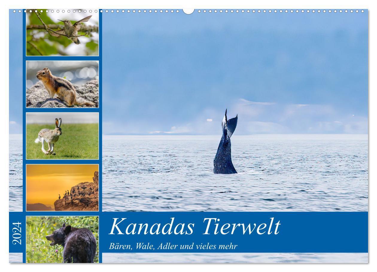 Kanadas Tierwelt - Bären, Wale und vieles mehr (Wandkalender 2024 DIN A2 quer), CALVENDO Monatskalender