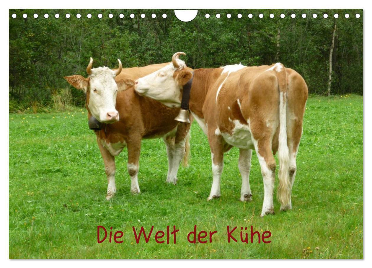 Die Welt der Kühe (Wandkalender 2024 DIN A4 quer), CALVENDO Monatskalender