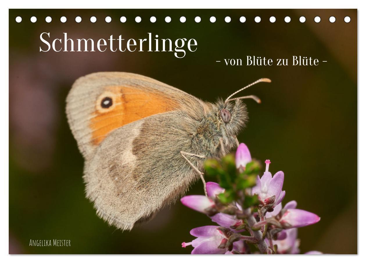Schmetterlinge - von Blüte zu Blüte - (Tischkalender 2024 DIN A5 quer), CALVENDO Monatskalender