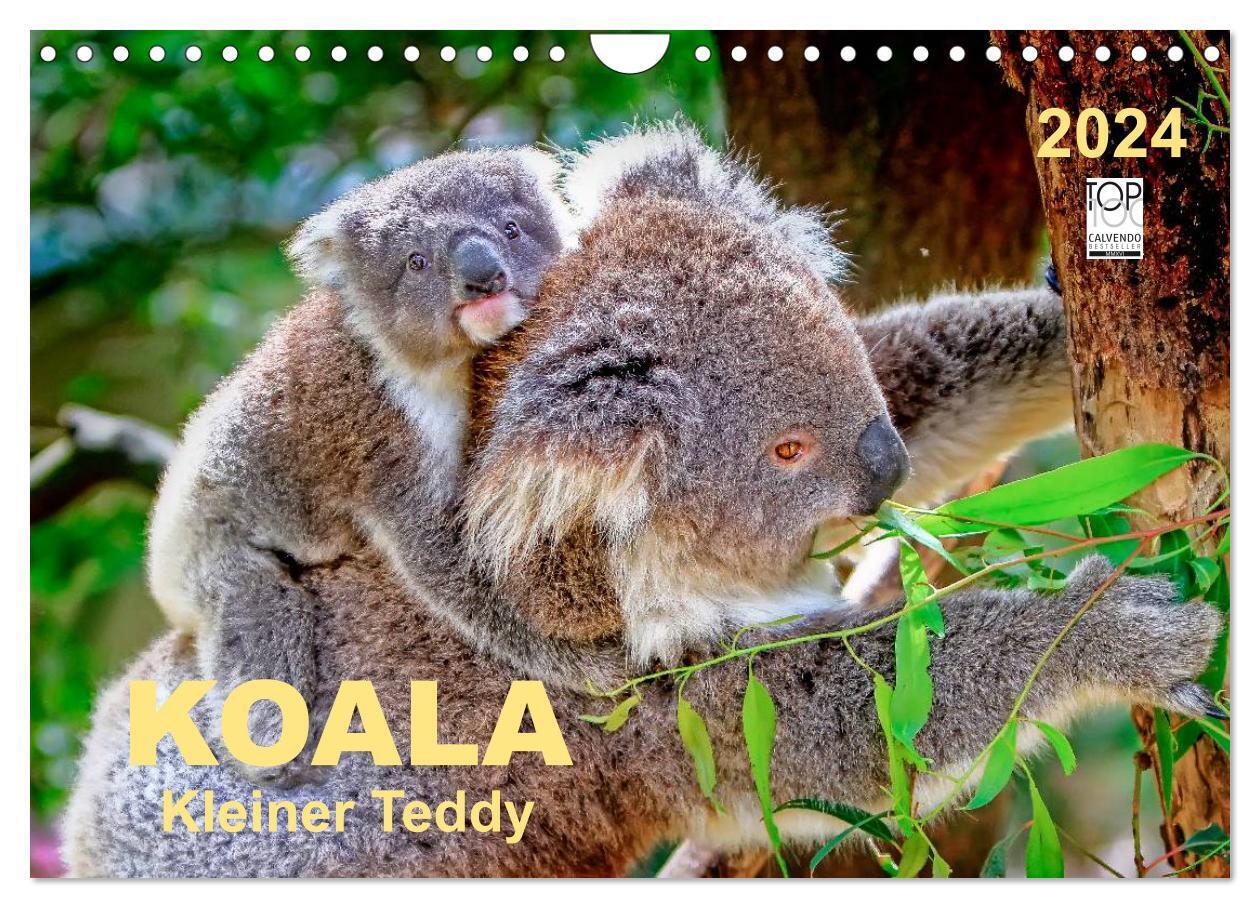Koala - kleiner Teddy (Wandkalender 2024 DIN A4 quer), CALVENDO Monatskalender