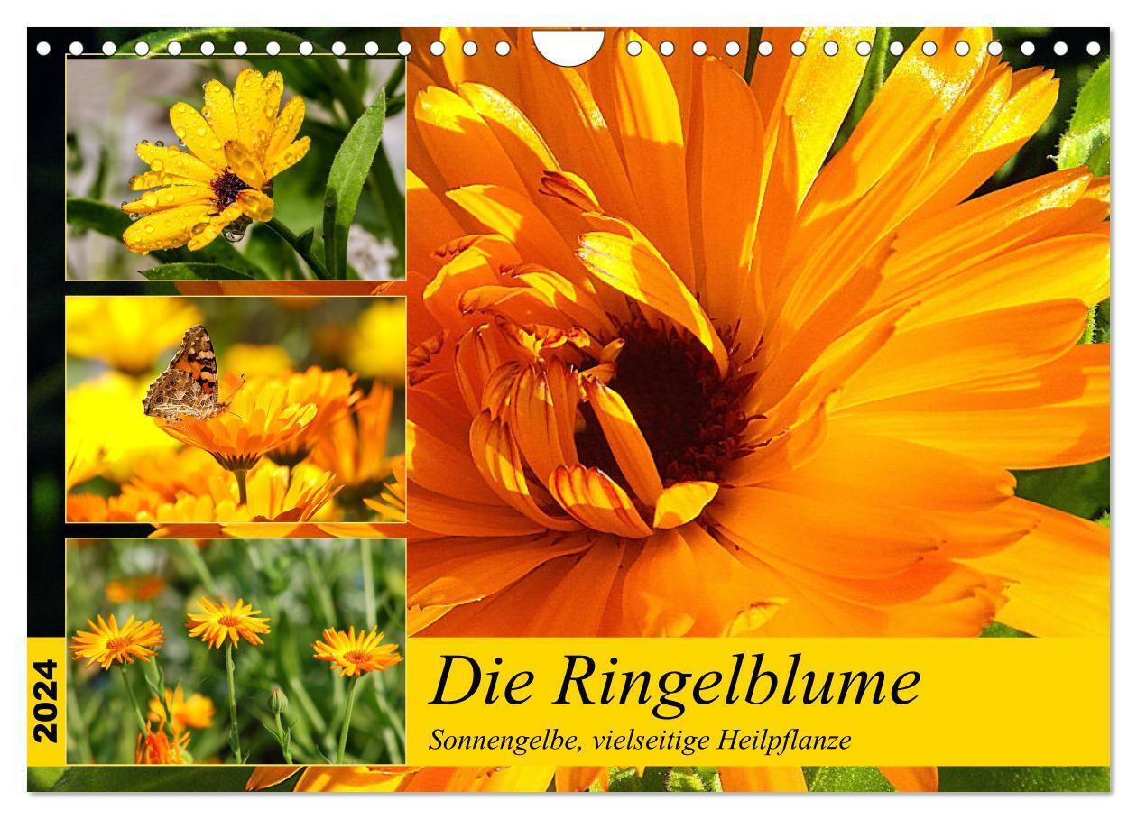 Die Ringelblume. Sonnengelbe, vielseitige Heilpflanze (Wandkalender 2024 DIN A4 quer), CALVENDO Monatskalender