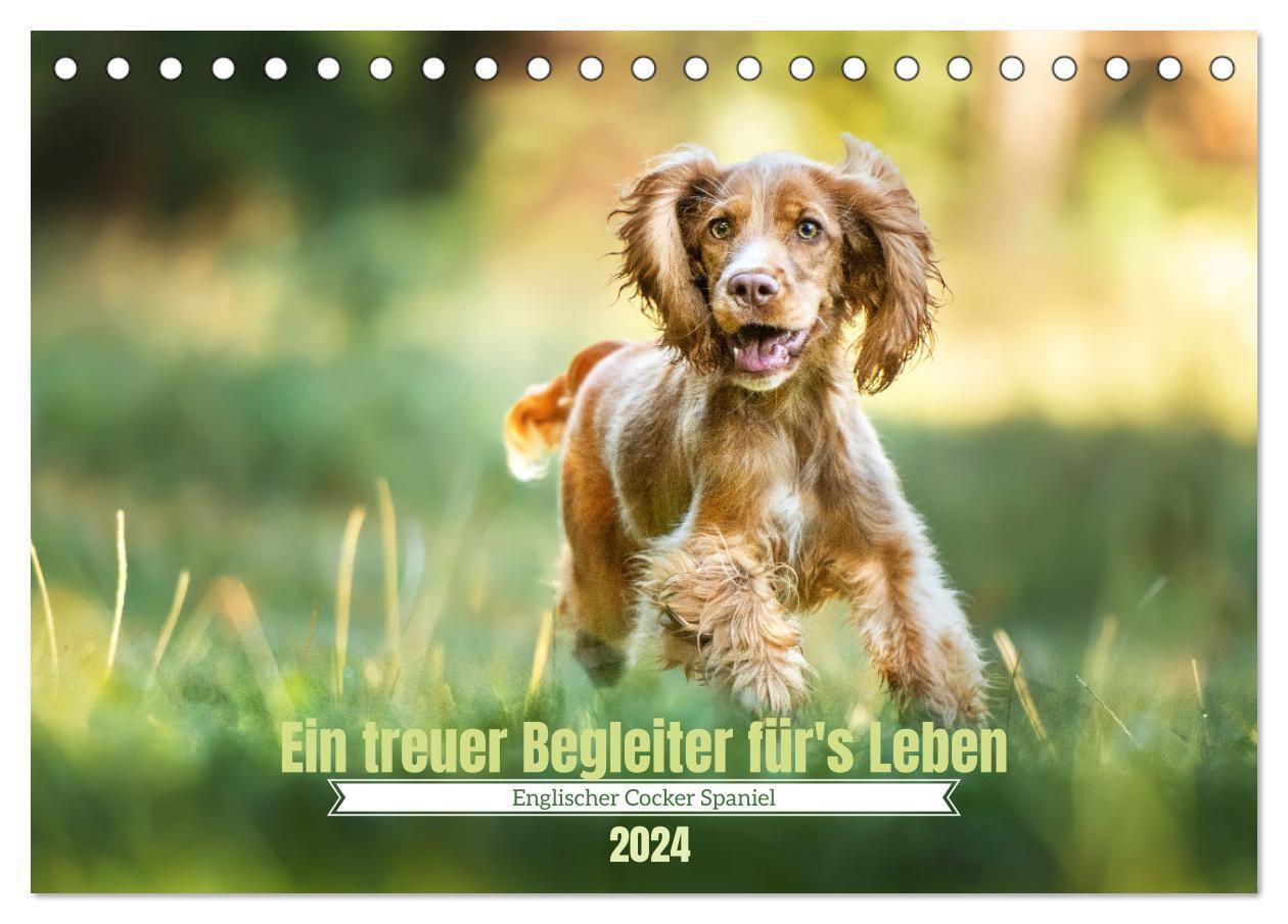 Englischer Cocker Spaniel (Tischkalender 2024 DIN A5 quer), CALVENDO Monatskalender