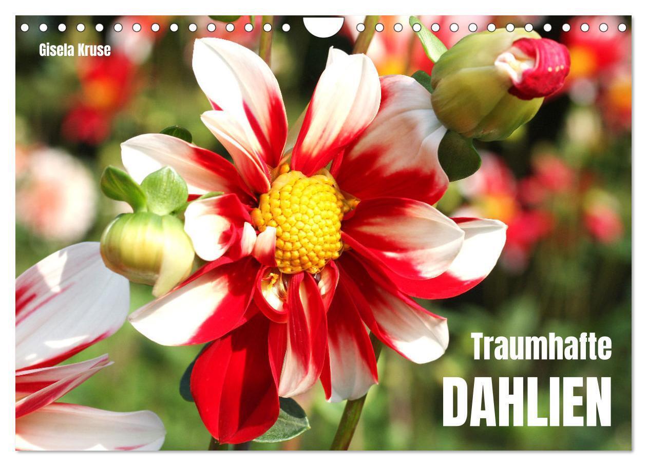 Traumhafte Dahlien (Wandkalender 2024 DIN A4 quer), CALVENDO Monatskalender