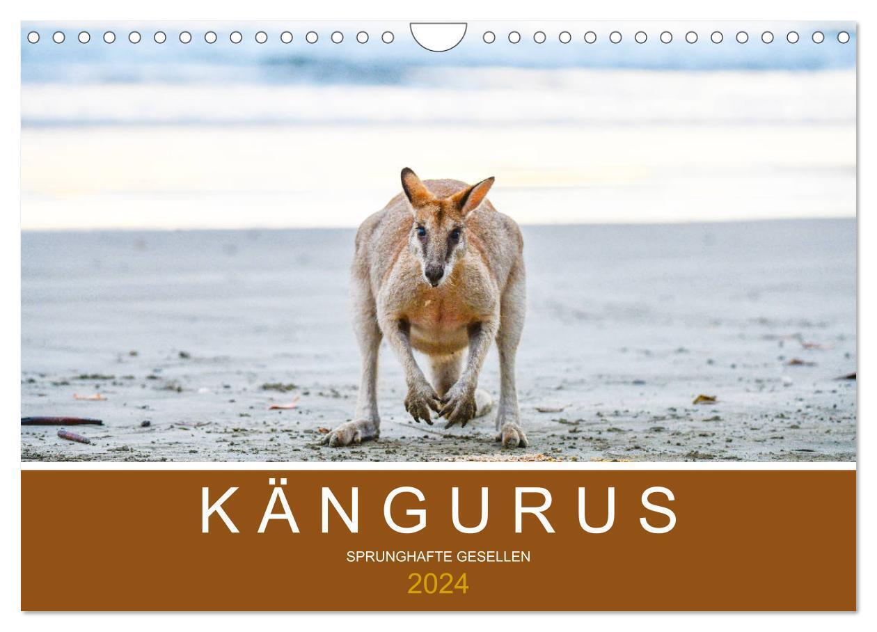 Kängurus, sprunghafte Gesellen (Wandkalender 2024 DIN A4 quer), CALVENDO Monatskalender